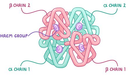 Image result for Complex Structure of Haemoglobin