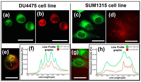 LightSpot®-FL-1 Fluorescent Probe: An Innovative Tool for Cancer Drug ...