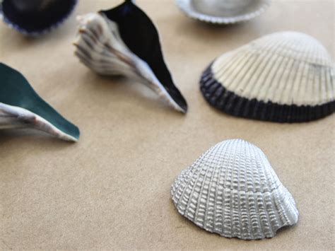 Image result for Shells Do It Yourself