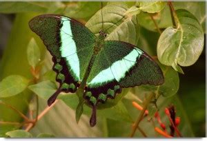 LADAKU-POSTER-388 Paper Print - Personalities posters in India - Buy ...