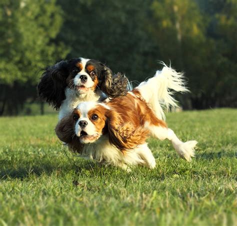 Cavalier King Charles Spaniel vs American Cocker Spaniel - Breed Comparison