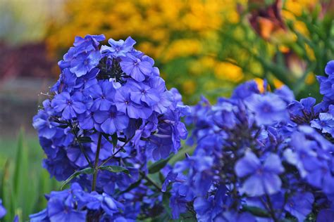 'Blue Paradise' tall garden phlox - Vinland Valley Nursery