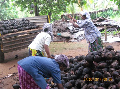 Coconut Development Board