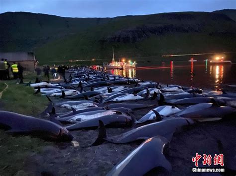 触目惊心！丹麦举行捕猎活动近1500只白边海豚遭屠杀_环境杂志网
