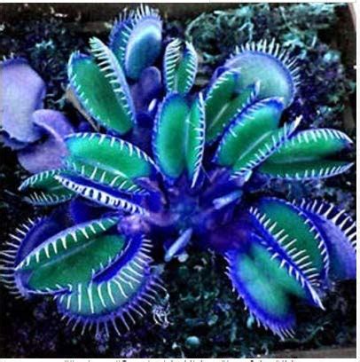 Buy House- SummerRio 50 Pieces Flytrap s Seed Rare Venus Flytrap Seed ...
