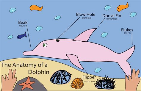 Anatomy of Pink Dolphin on Behance