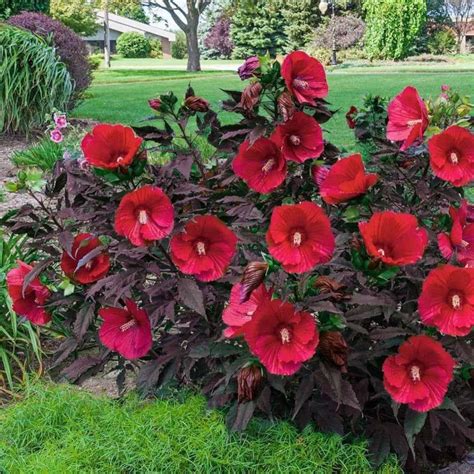 How to Grow and Care for Midnight Marvel Hibiscus