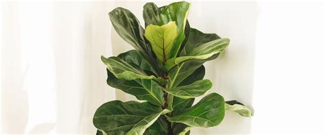 Amaryllis Lily: A Complete Guide from Bulb to Bloom – rootsraja.in