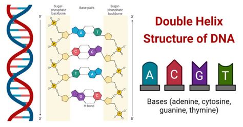 Image result for DNA Structure Simple