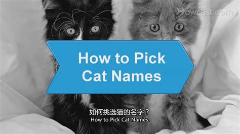 微信取什么名字最好听:大家都给猫取了什么有趣的名字(给猫猫取名字大全)_微信微信网名文章资讯 - 如何做好微营销文章