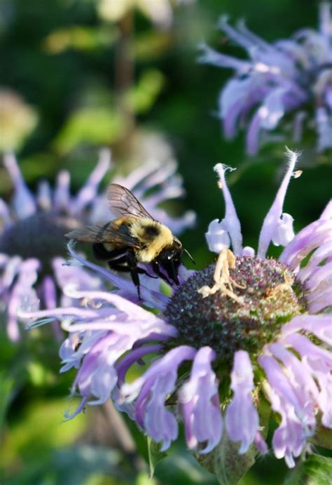 Proposed Nationwide Conservation Benefit Agreement for Bumble Bees on ...
