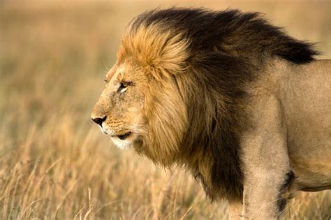 Image result for Lion Algorithm