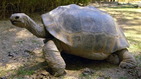 Image result for Tortoise