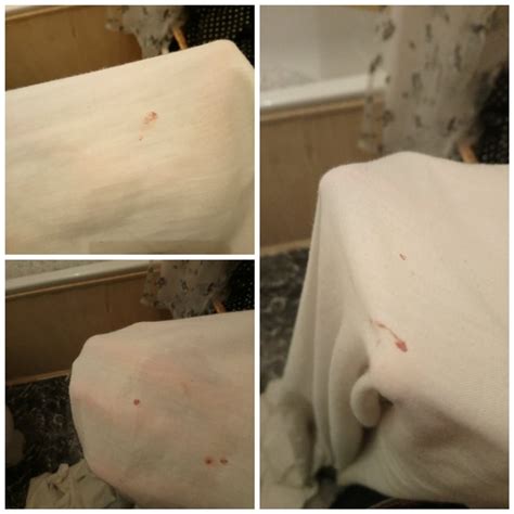 Is this blood stain??! Bed bug scare! : Bedbugs