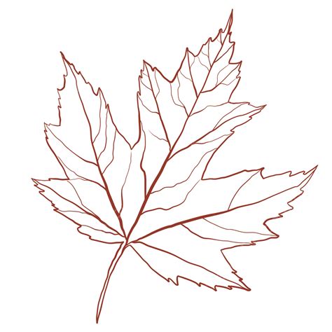 How To Draw Maple Tree Leaves