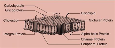 what is a cell membrane? - Brainly.in