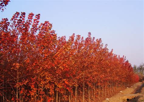 红枫树多少钱一棵？2020年红枫树价格最新行情预测-花木行情-中国花木网
