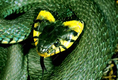 Premium Photo | Grass snake natrix natrix nordic species with flattened ...