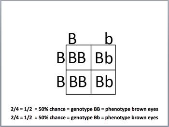 Punnett Squares and Eye Color by Simply Science | TPT