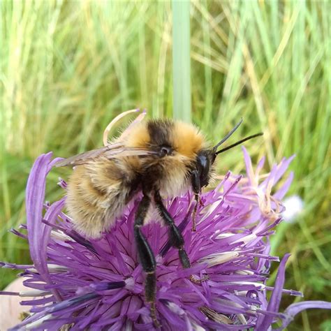 North Coast Bumblebees - in person Ranger Presentation, North Coast ...