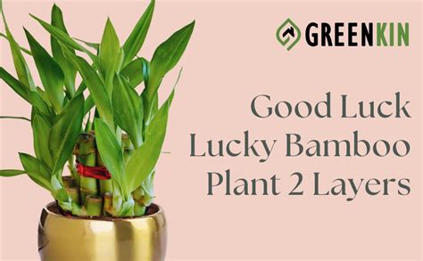 Greenkin Lucky Bamboo Plant in Golden Metal Pot | Best Feng Shui Plant ...