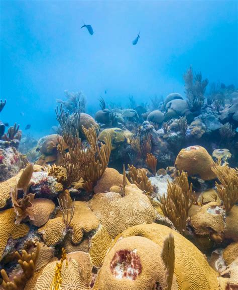 Google Earth 20th Anniversary | Google Maps Platform