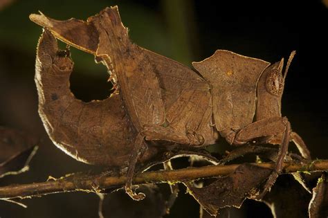 Camouflage Of Insects