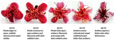 Evaluation of Antioxidant Systems and Ascorbate-Glutathione Cycle in ...