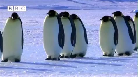 BBC纪录片企鹅群里有特务3（附中文字幕） | 佳人