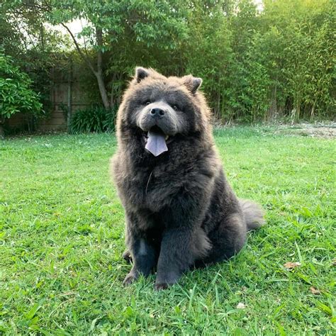 Chow Chow Colors: A Complete Guide For Chow Chow Lovers