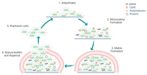 Development of Antibiofilm Therapeutics Strategies to Overcome ...