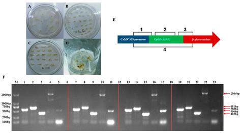 Functional Study of PgGRAS68-01 Gene Involved in the Regulation of ...