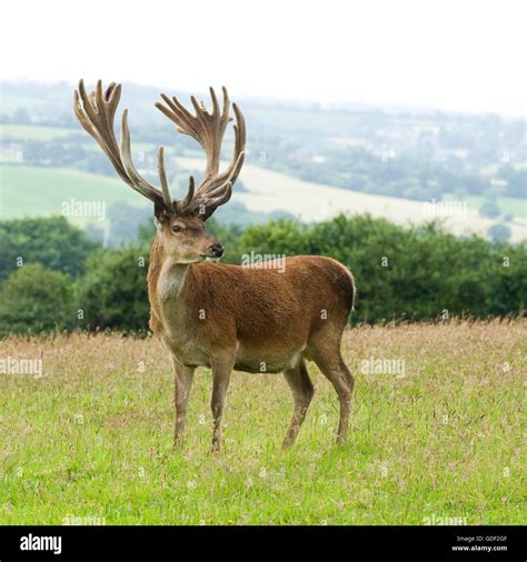 Red Stag Deer