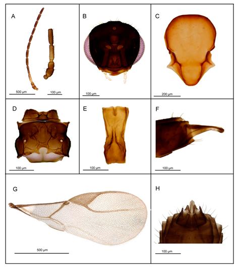 Resolving the Taxonomic Status of Potential Biocontrol Agents Belonging ...