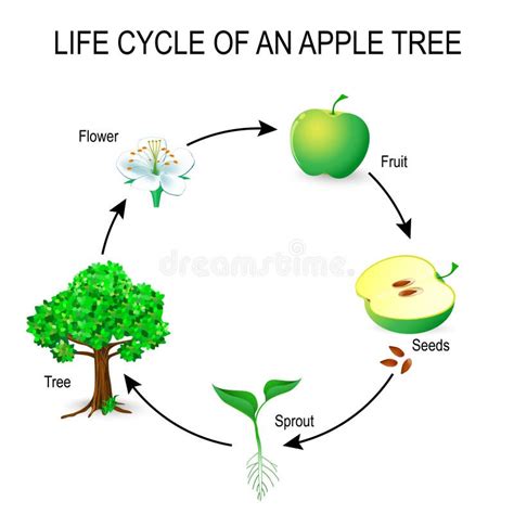 Tree Life Cycle 的图像结果