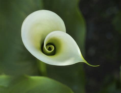 Calla Lilies Symbolism at William Farr blog