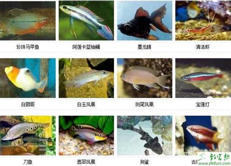 各种鱼的图片和名字有哪些不一样(鱼几种名字和图片)_金纳莱网