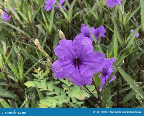 Ruellia Simplex or Mexican Petunia or Mexican Bluebell or Britton`s ...