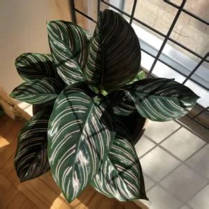 Buy Philodendron 'Ring of Fire' Plant - Nursery Nisarga