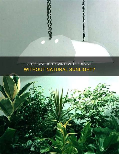 Plants Live Without A Brain: How Nature Finds A Way