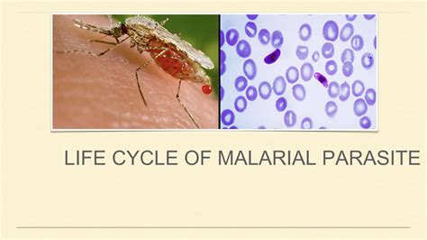 malaria lifecycl explaining life cycle of malaria | PPTX