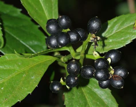 Sarcandra glabra subsp. brachystachys (Blume) Verdc. | Plants of the ...