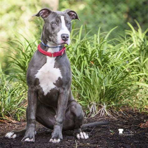 Guess my boys breed! : r/IDmydog