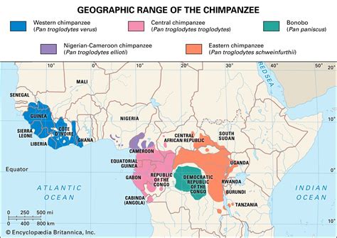 Chimpanzee | Facts, Habitat, & Diet | Britannica