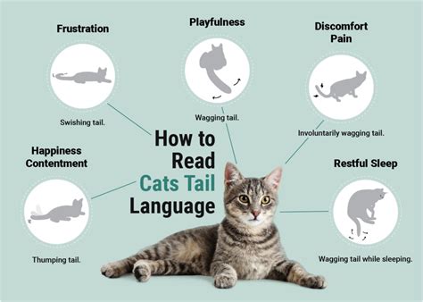 Cat Tail Language: Vet-Approved Guide to What Your Cat Is Telling You | Hepper