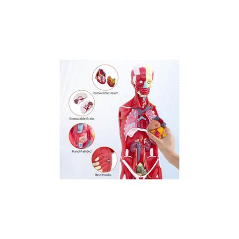 SFXYJ Human Anatomy Muscle Model, 27 Part 1/2 Life India | Ubuy