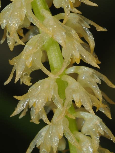 Bulbophyllum apodum Hook.f. | Plants of the World Online | Kew Science