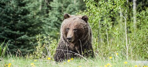 Bear ATTACK In Colorado Lands Hotel Security Guard In Hospital