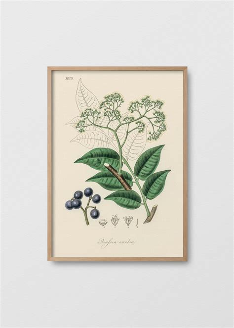Cuadro Picrasma excelsa – Testimonia