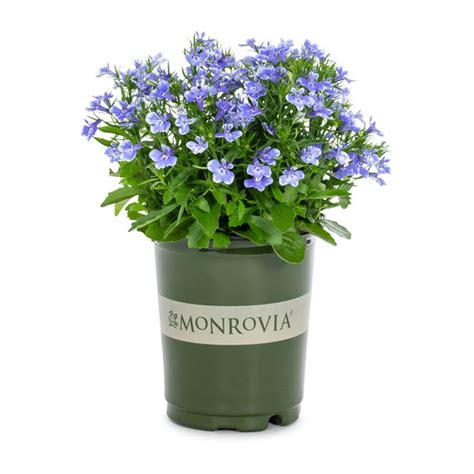 Metrolina Greenhouses Monrovia (1 each) Delivery or Pickup Near Me ...
